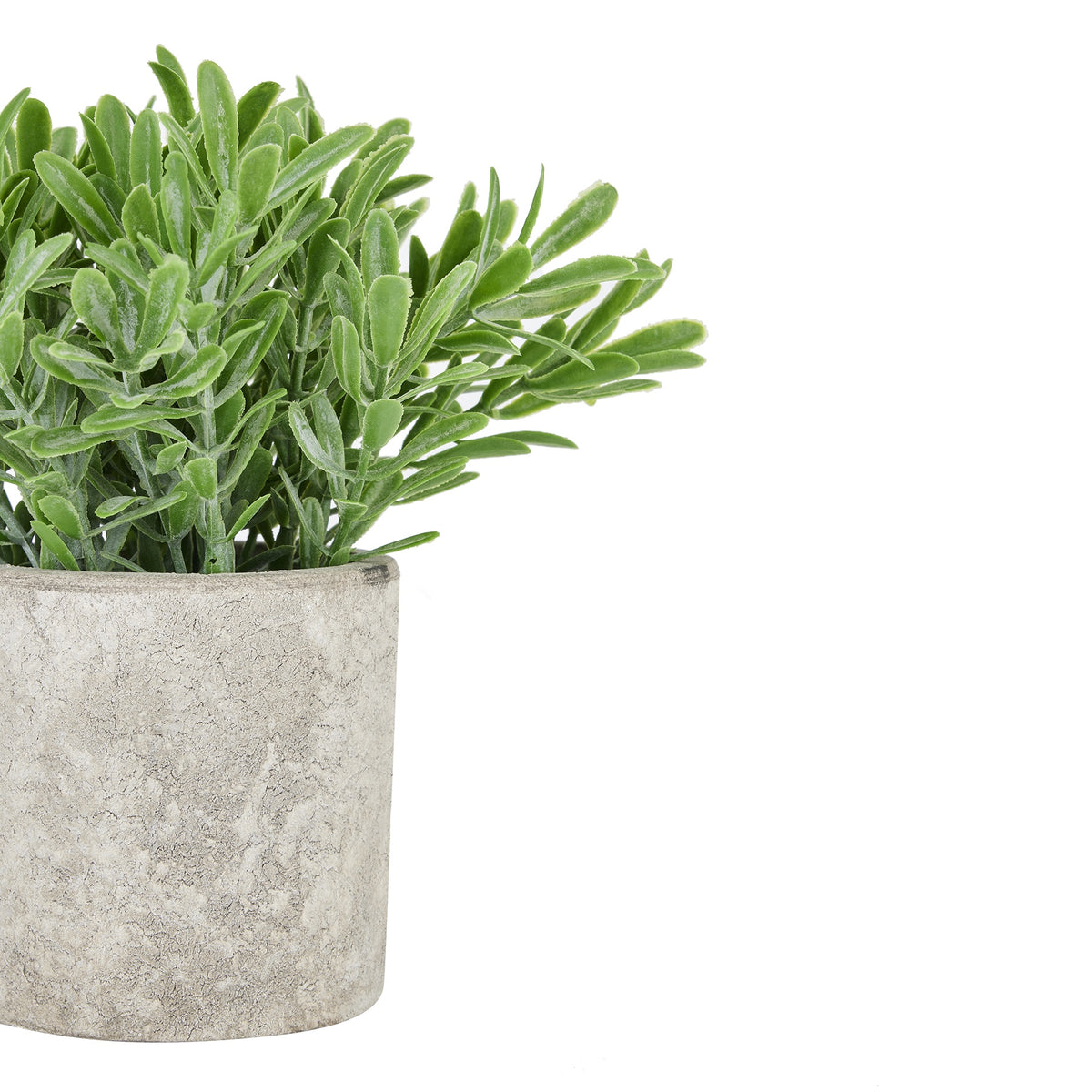 Buxus Plant In Stone Effect Pot - GREEN