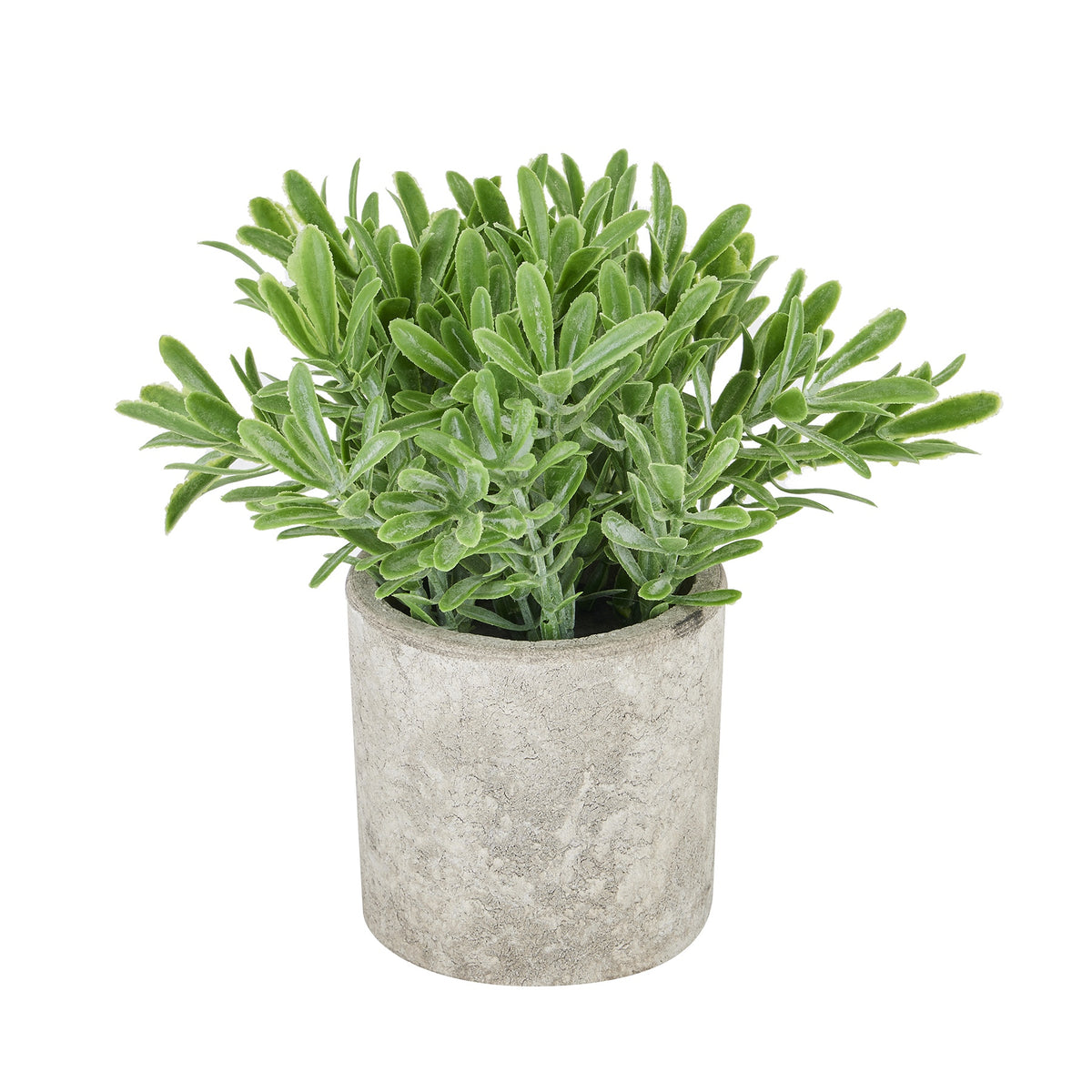 Buxus Plant In Stone Effect Pot - GREEN