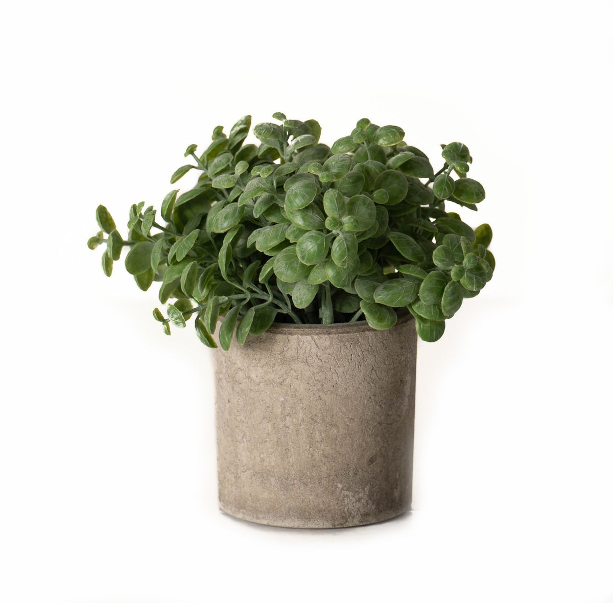 Basil Plant In Stone Effect Pot - GREEN
