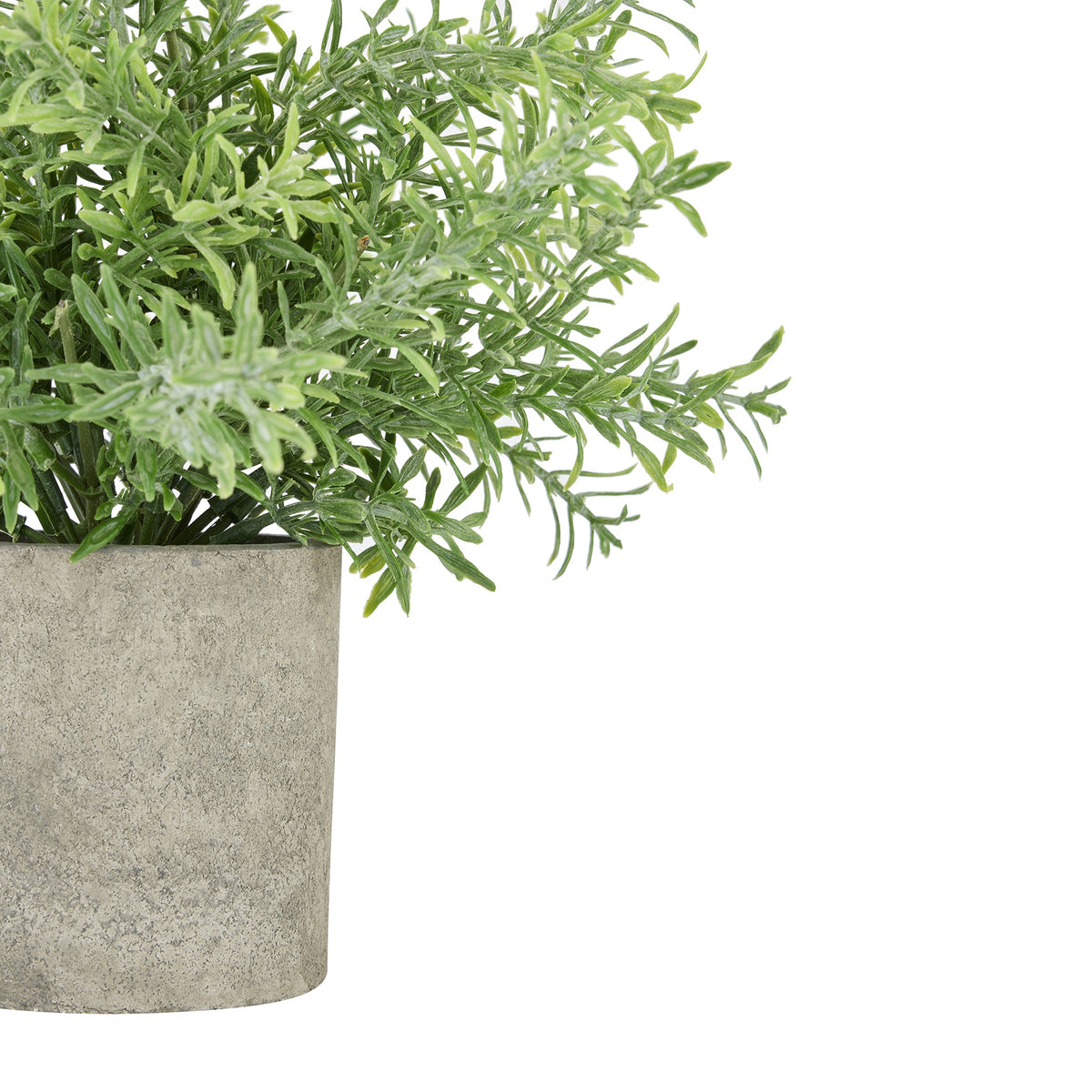 Rosemary Plant In Stone Effect Pot - GREEN