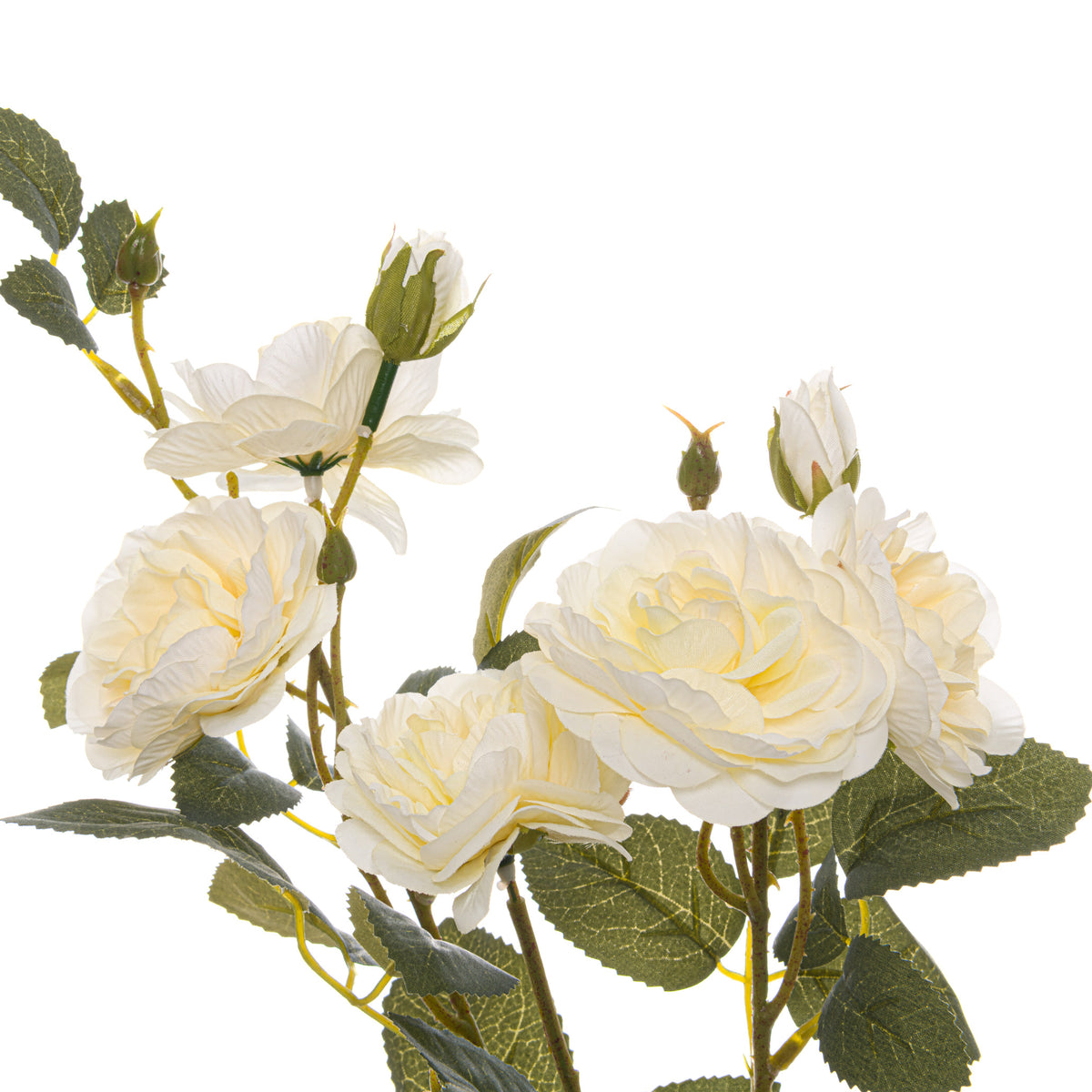Soft White Cottage Rose Stem - GREEN