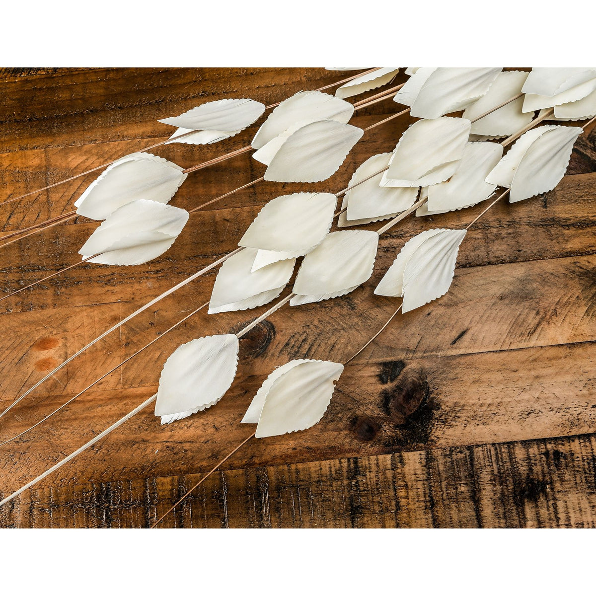 Bouquet Of Dried Thlaspi Arvense - WHITE