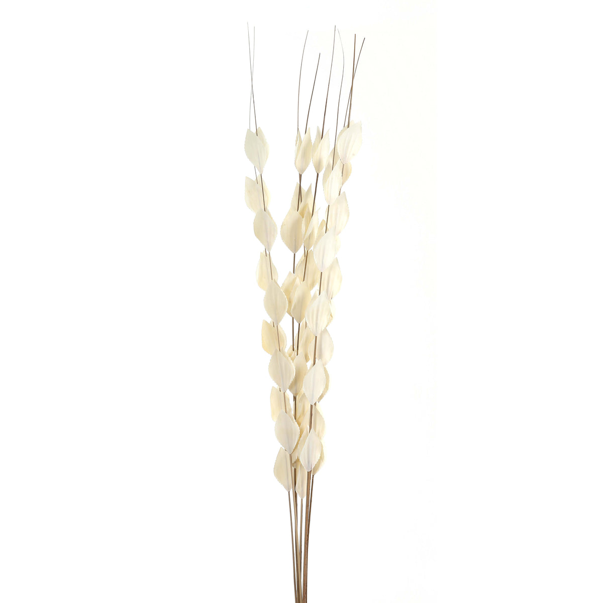 Bouquet Of Dried Thlaspi Arvense - WHITE