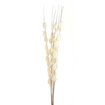 Bouquet Of Dried Thlaspi Arvense - WHITE