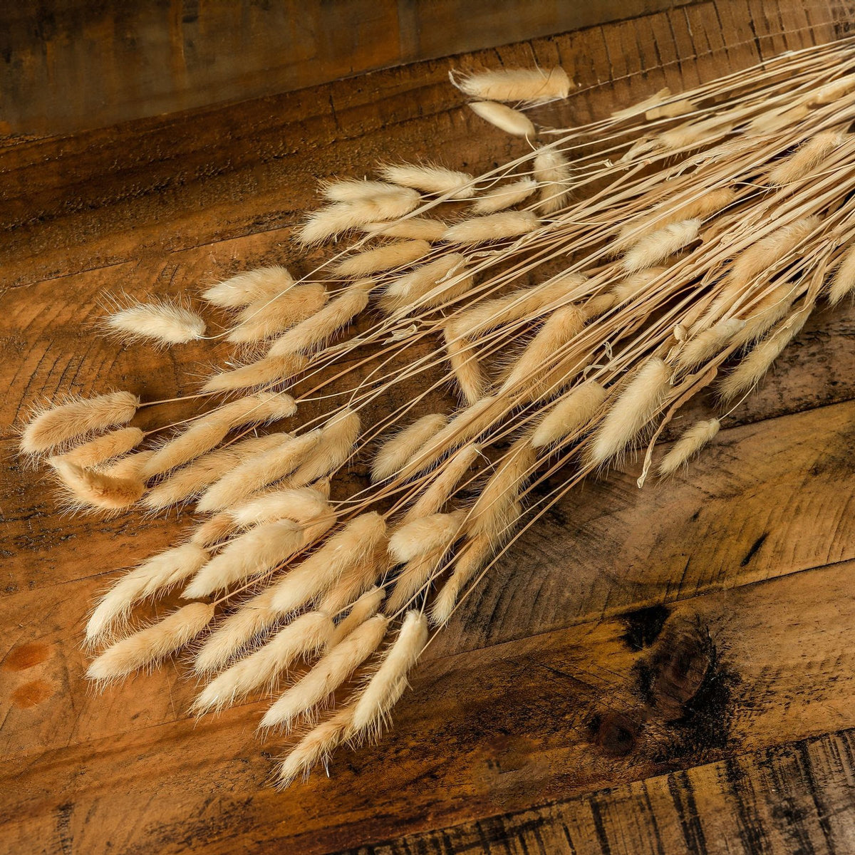 Bouquet Of Tall Bunny Tails - WHITE