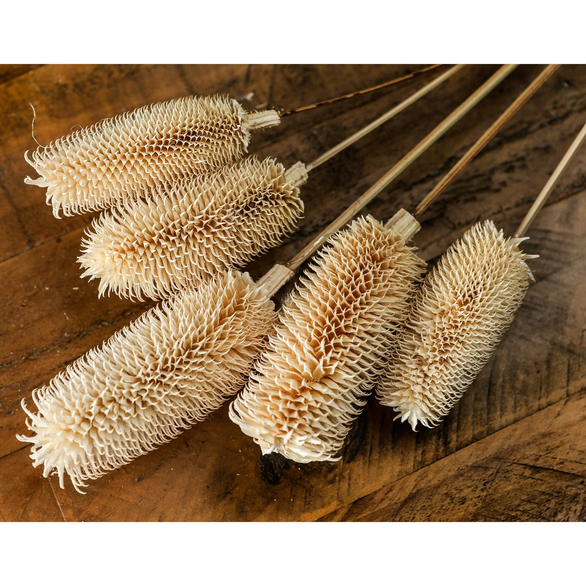 Bouquet Of Dried Tall Thistle - WHITE