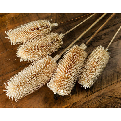 Bouquet Of Dried Tall Thistle - WHITE