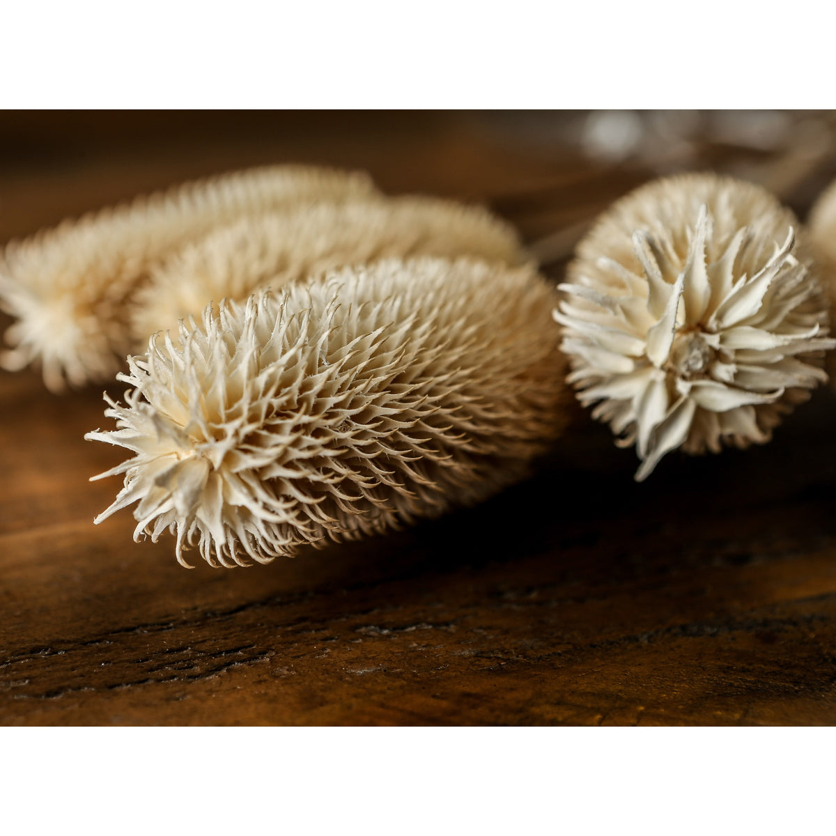 Bouquet Of Dried Tall Thistle - WHITE