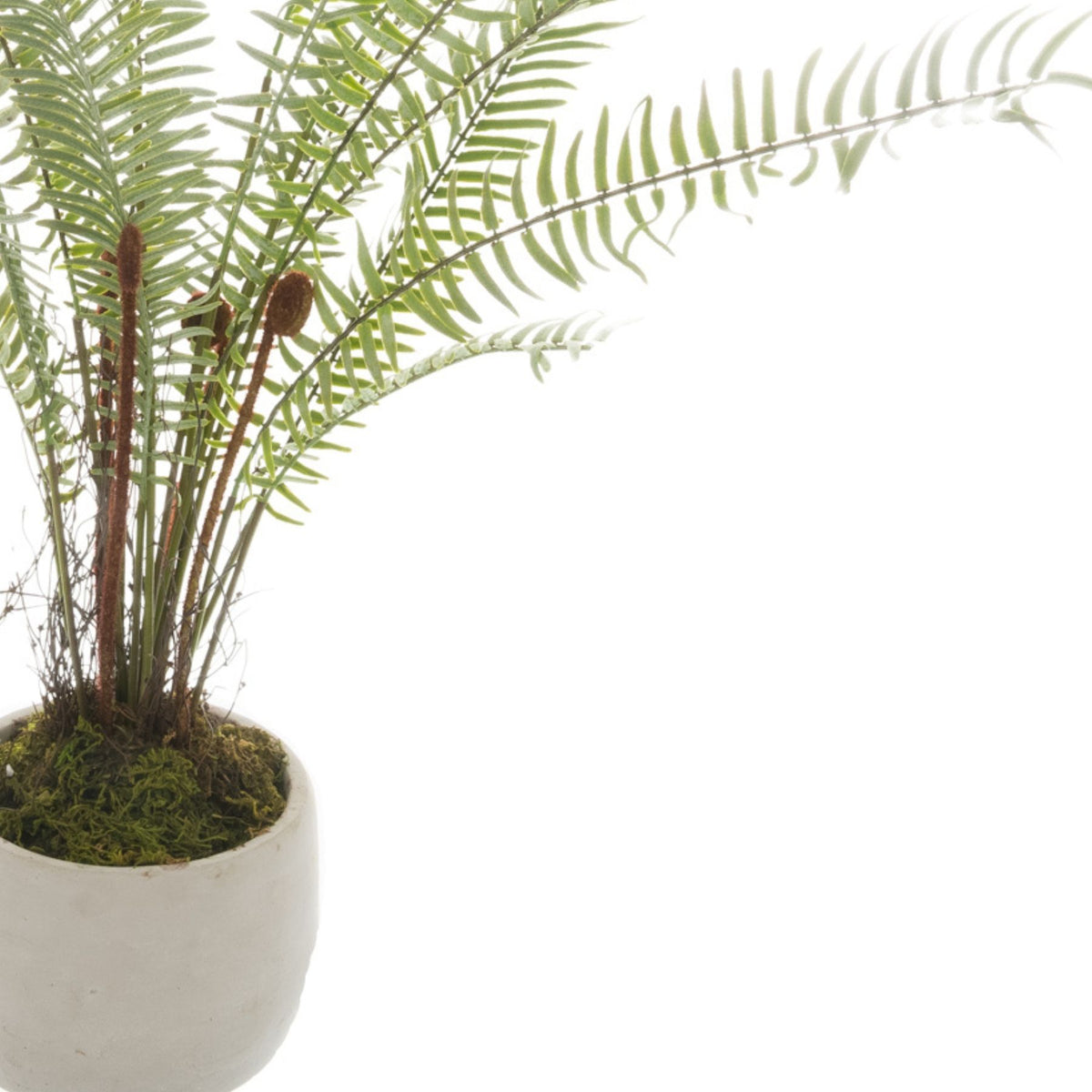 White Potted Boston Fern - GREEN