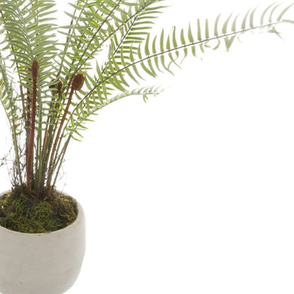 White Potted Boston Fern - GREEN