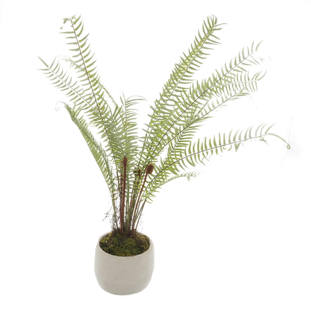 White Potted Boston Fern - GREEN