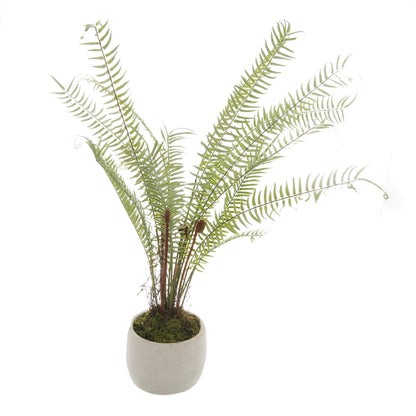 White Potted Boston Fern - GREEN