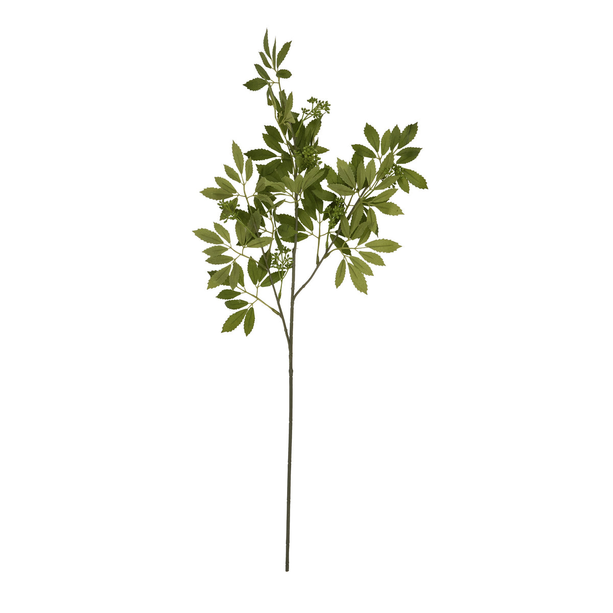 Long Fennel Stem - GREEN