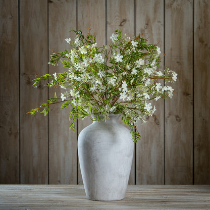 Italian White Bellflower - GREEN