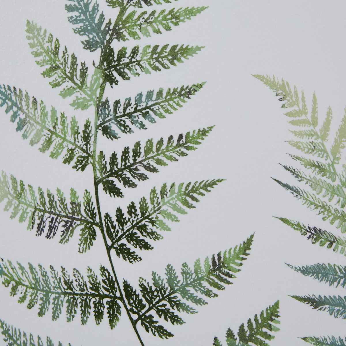 Watercolour Fern Duo In Washed Wood Frame - BROWN