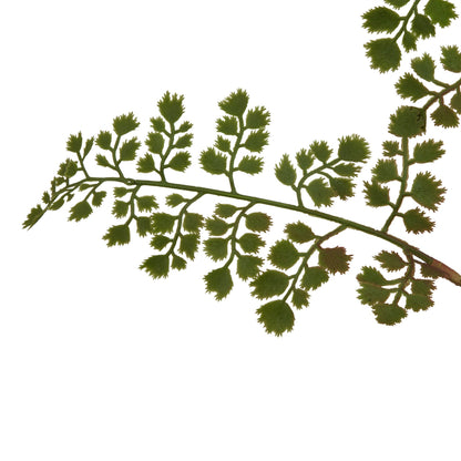The Natural Garden Collection Maidenhair Fern Stem - GREEN