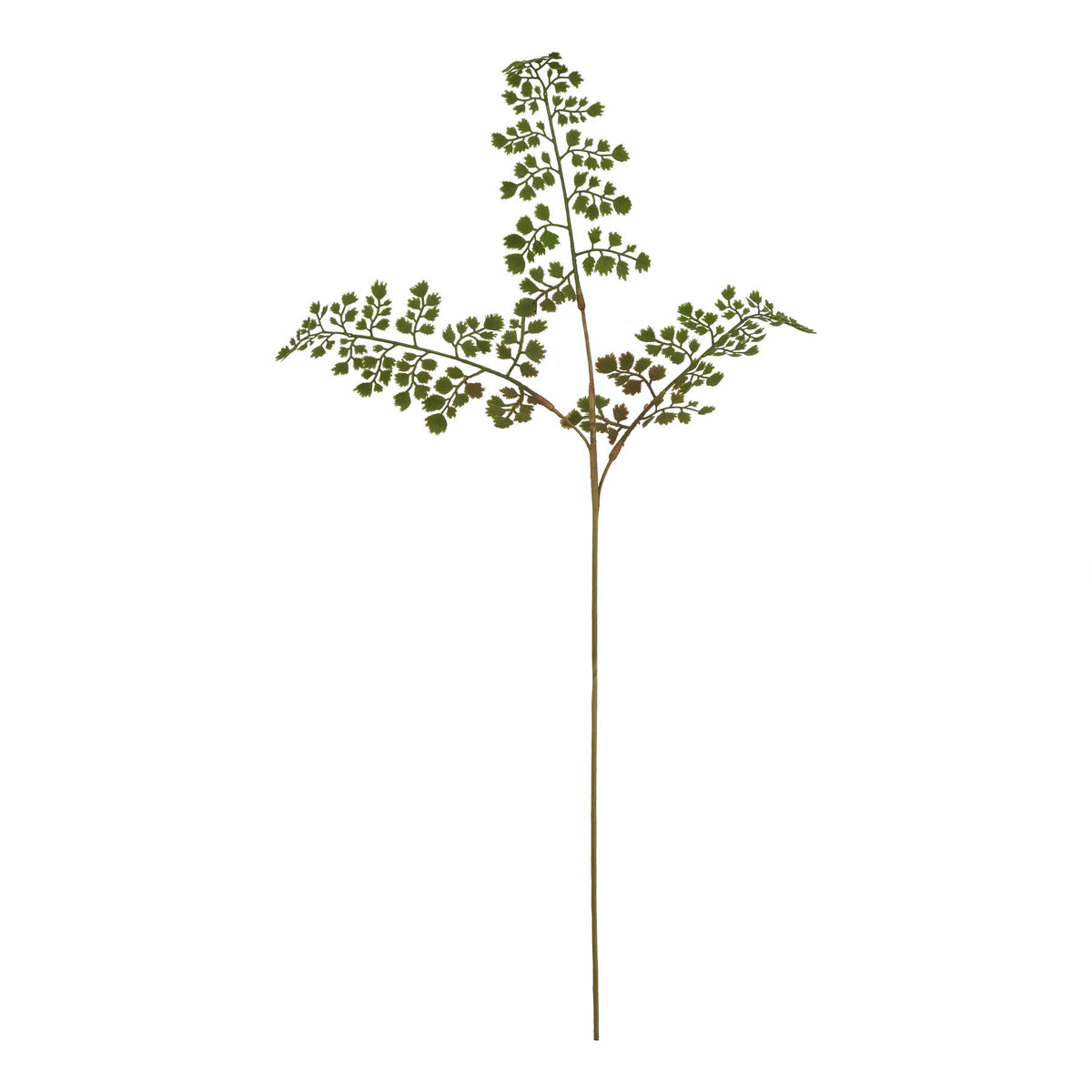 The Natural Garden Collection Maidenhair Fern Stem - GREEN