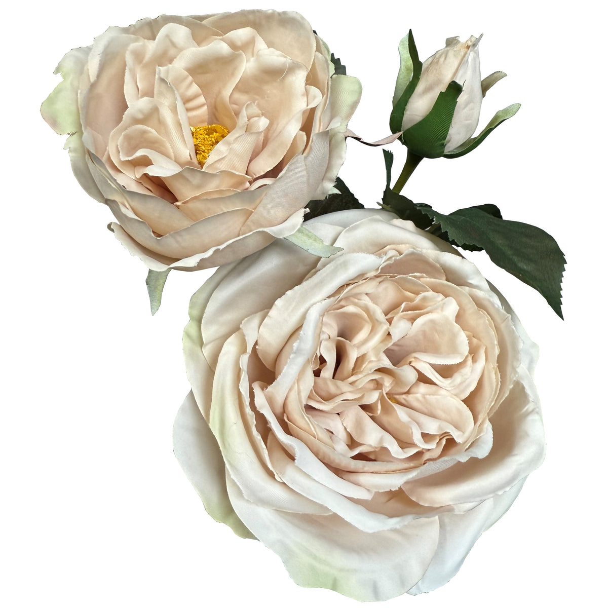 The Natural Garden Collection Palest Blush Charity Rose - PINK