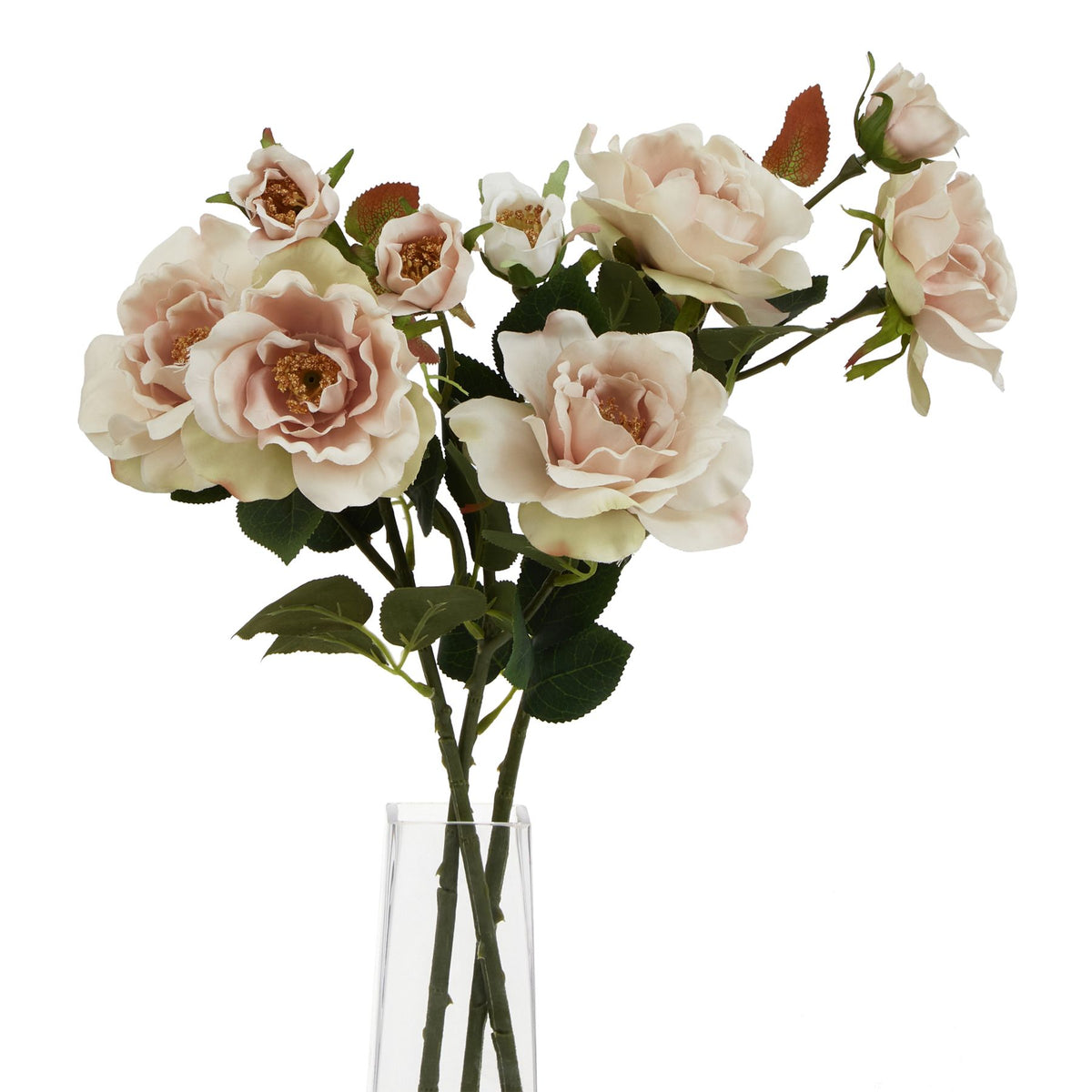 The Natural Garden Collection Palest Blush Tea Rose - PINK