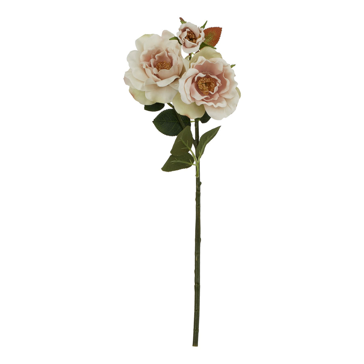 The Natural Garden Collection Palest Blush Tea Rose - PINK