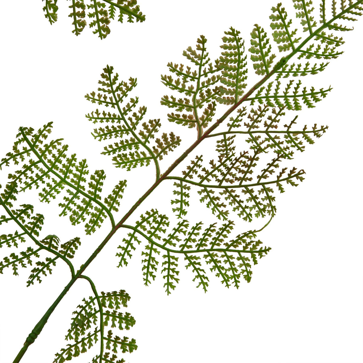 The Natural Garden Collection Large Bracken Fern Spray - GREEN