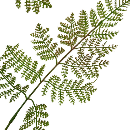 The Natural Garden Collection Large Bracken Fern Spray - GREEN
