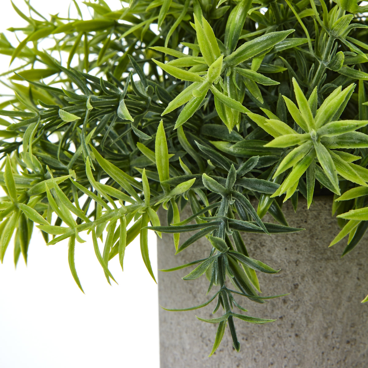 Small Bamboo Plant In Grey Pot - GREEN