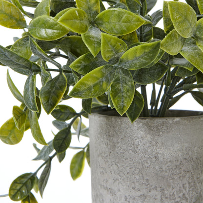 Small Box Plant In Grey Pot - GREEN