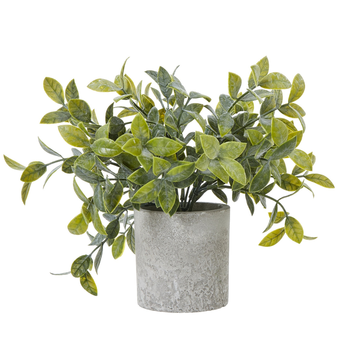 Small Box Plant In Grey Pot - GREEN