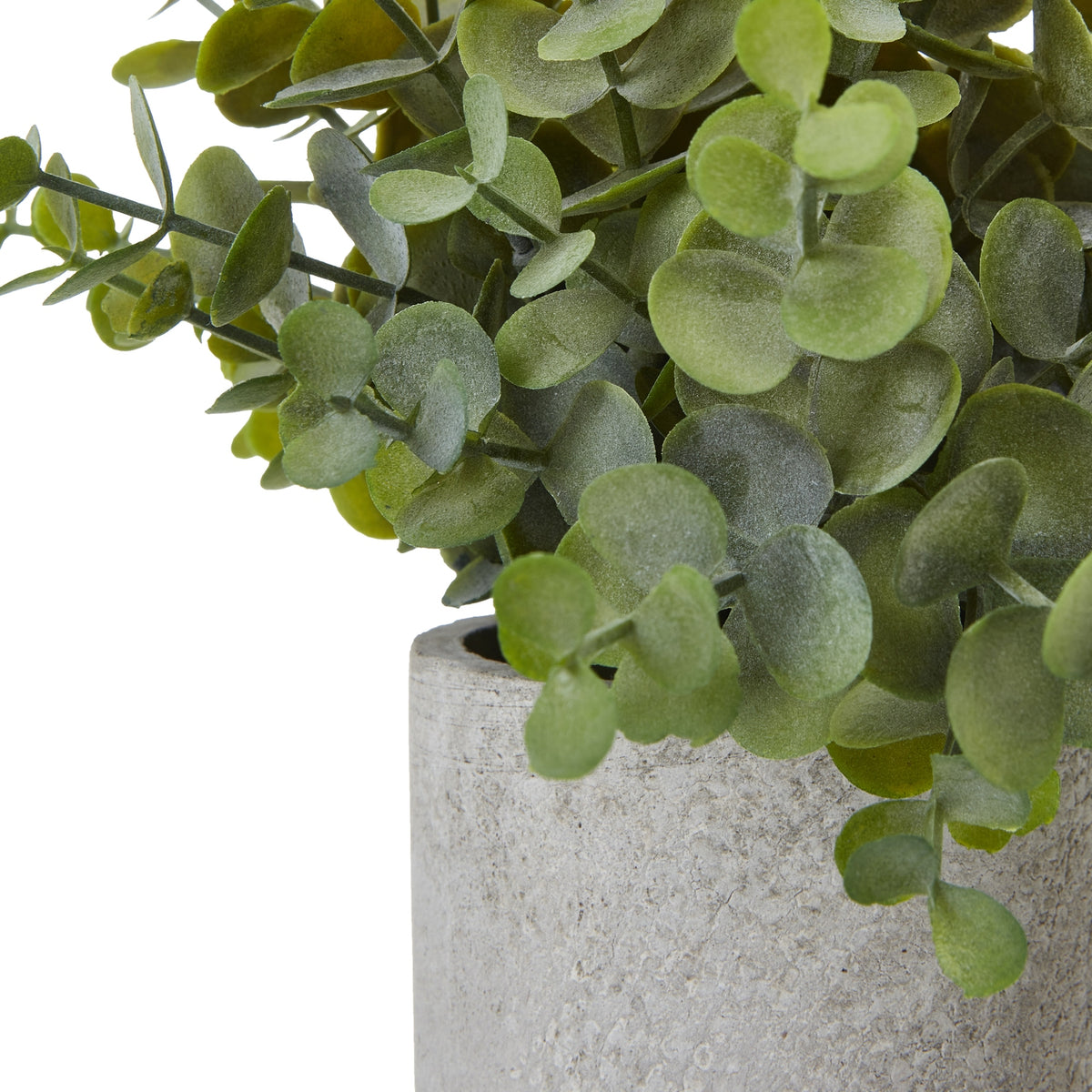 Small Button Eucalyptus Plant In Grey Pot - GREEN