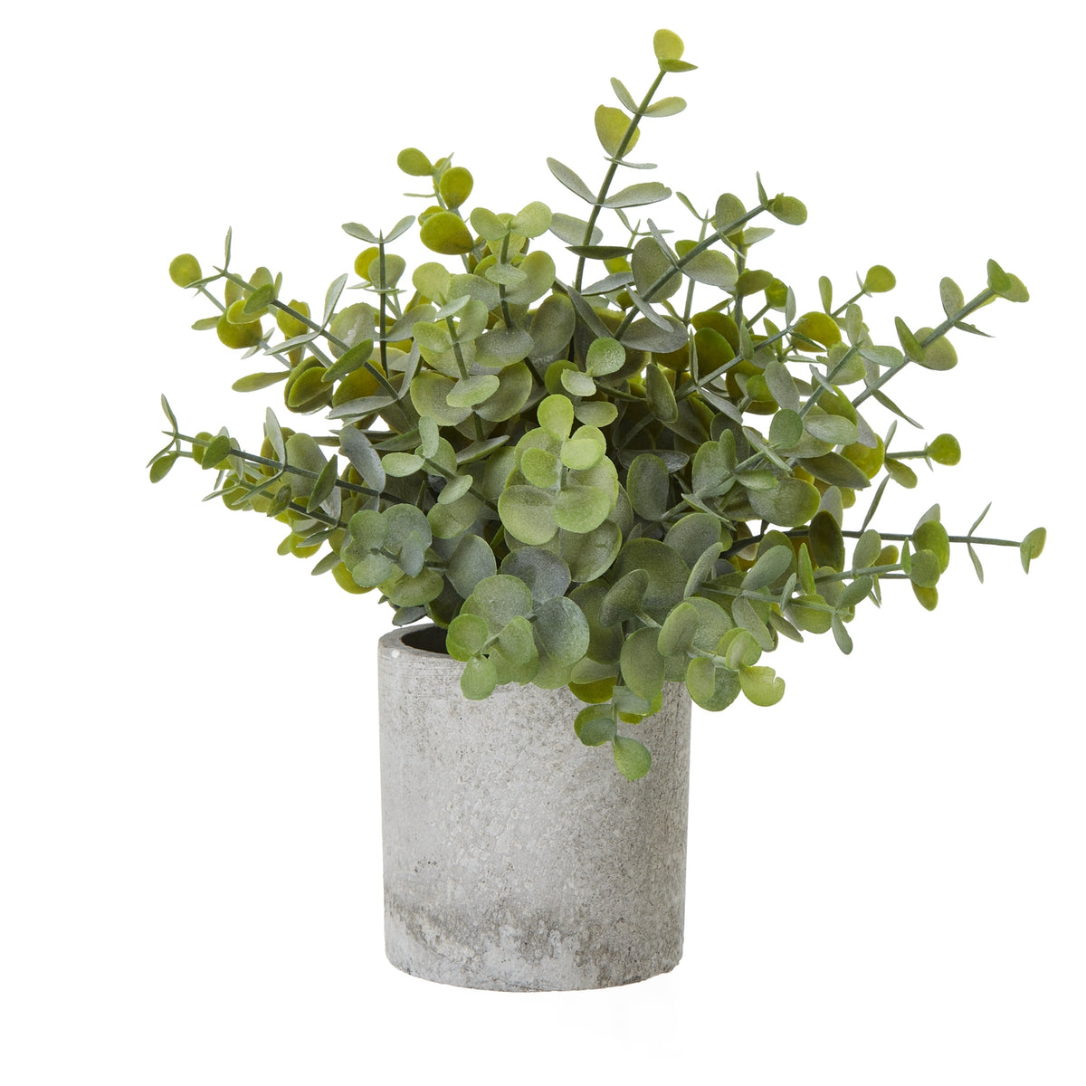 Small Button Eucalyptus Plant In Grey Pot - GREEN
