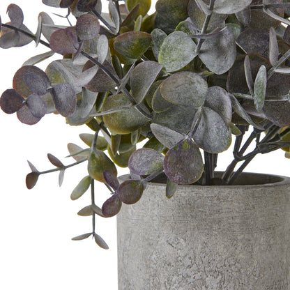 Small Eucalyptus Cinerea Plant In Grey Pot - GREEN