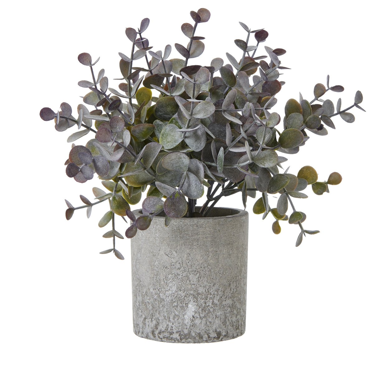 Small Eucalyptus Cinerea Plant In Grey Pot - GREEN