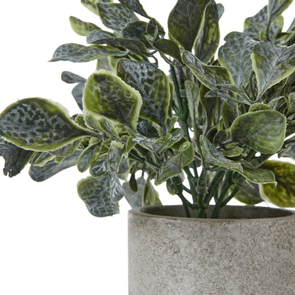 Small Giana Eucalyptus Plant In Grey Pot - GREEN