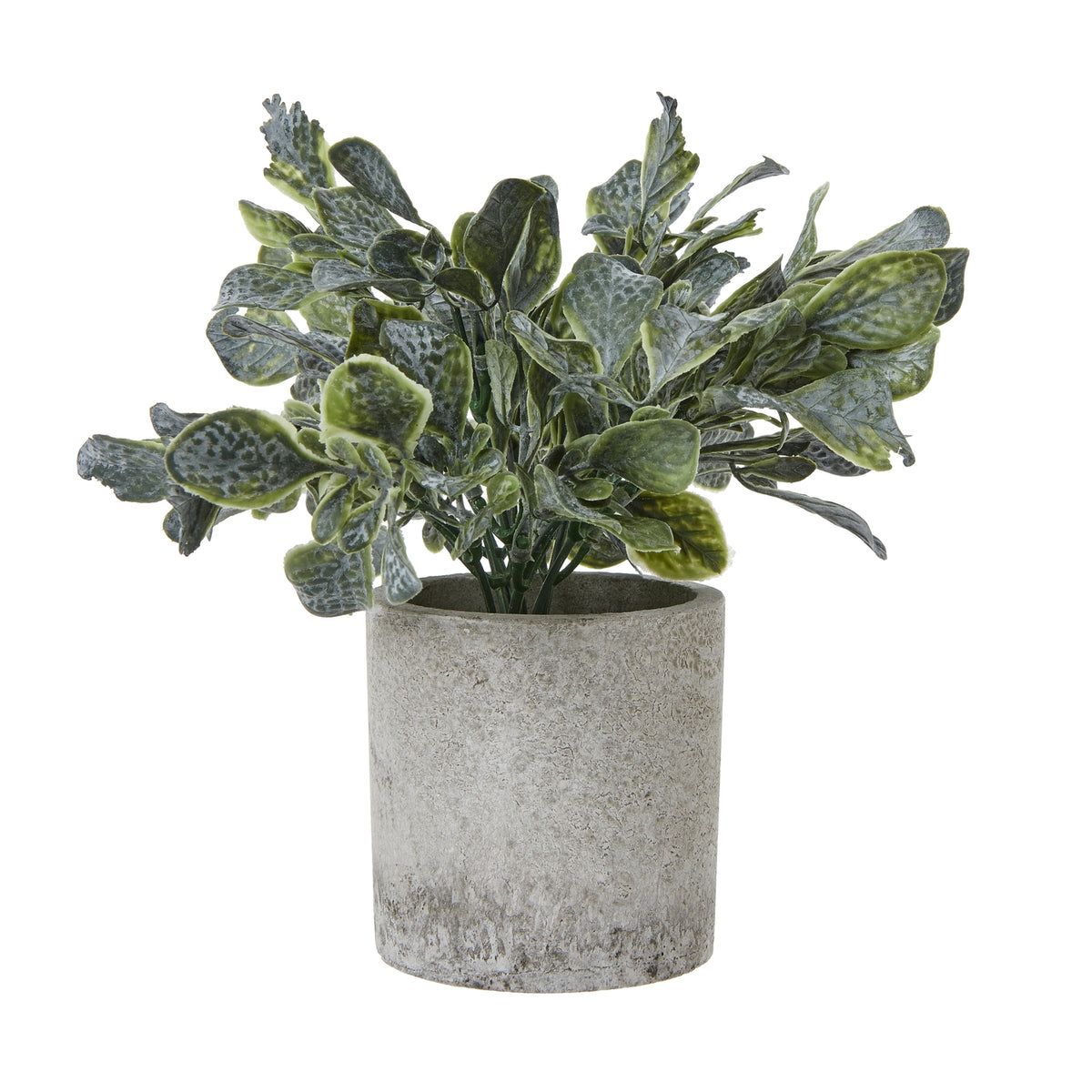 Small Giana Eucalyptus Plant In Grey Pot - GREEN