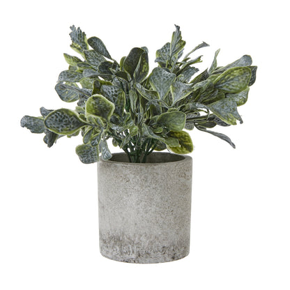 Small Giana Eucalyptus Plant In Grey Pot - GREEN