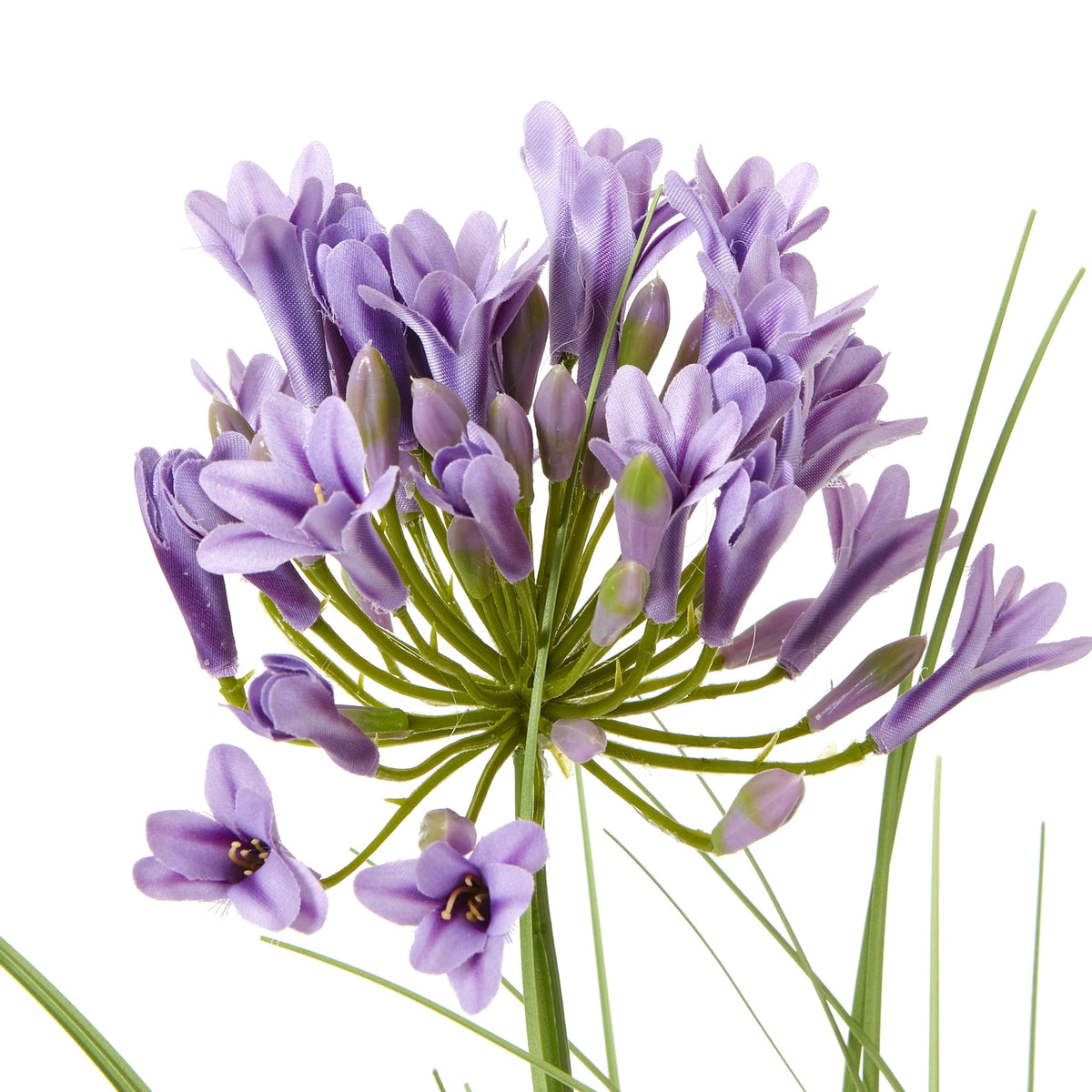 Purple Agapanthus Plant In Pot - GREEN