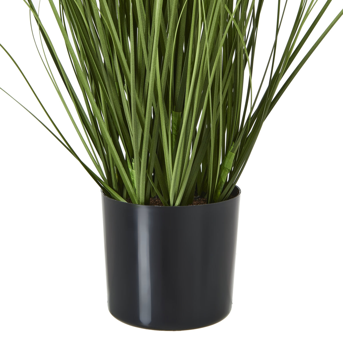 Purple Agapanthus Plant In Pot - GREEN