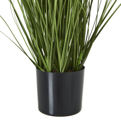 Purple Agapanthus Plant In Pot - GREEN