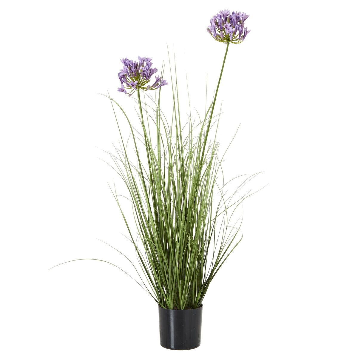 Purple Agapanthus Plant In Pot - GREEN