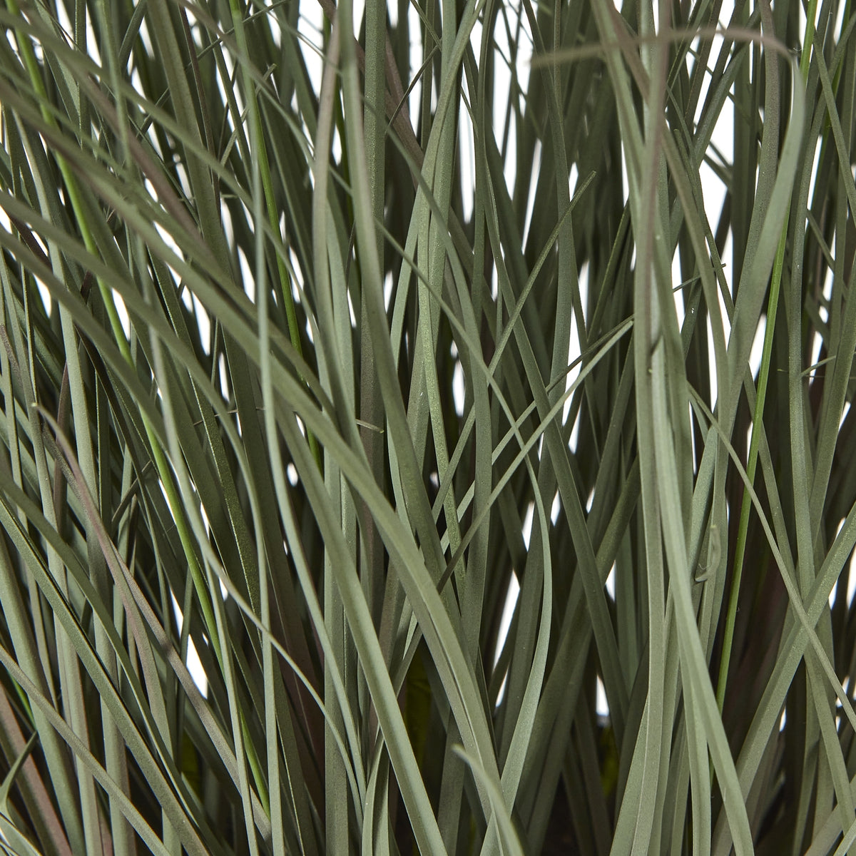 Fountain Grass Plant In Pot - GREEN