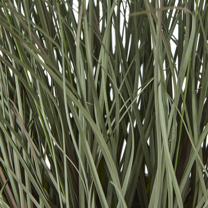 Fountain Grass Plant In Pot - GREEN