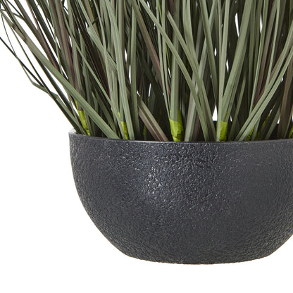 Fountain Grass Plant In Pot - GREEN