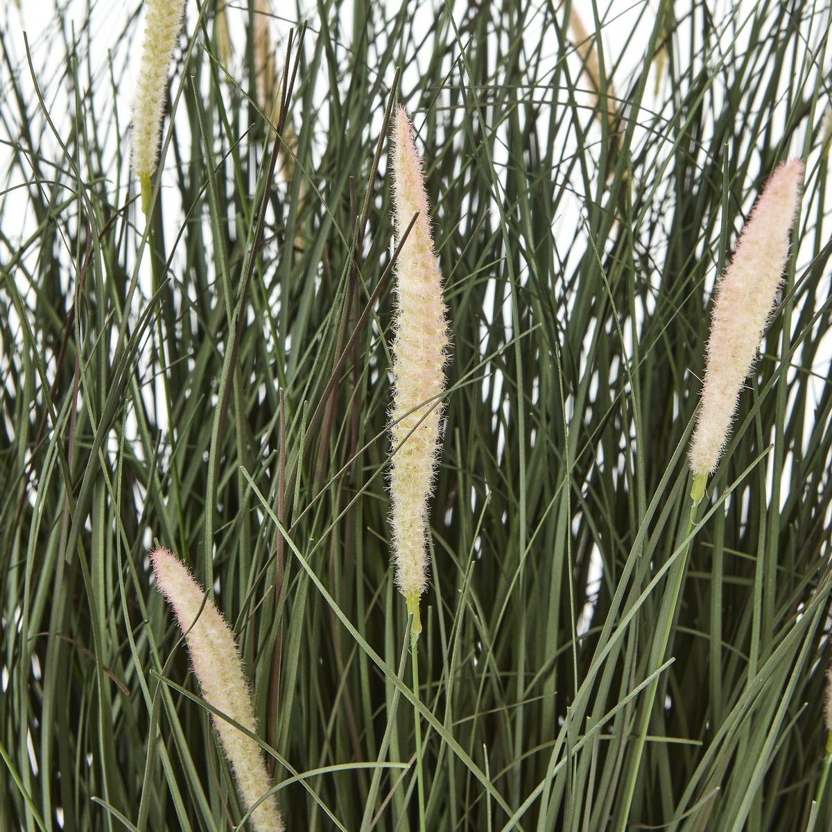 Large Fountain Grass Plant In Pot - GREEN