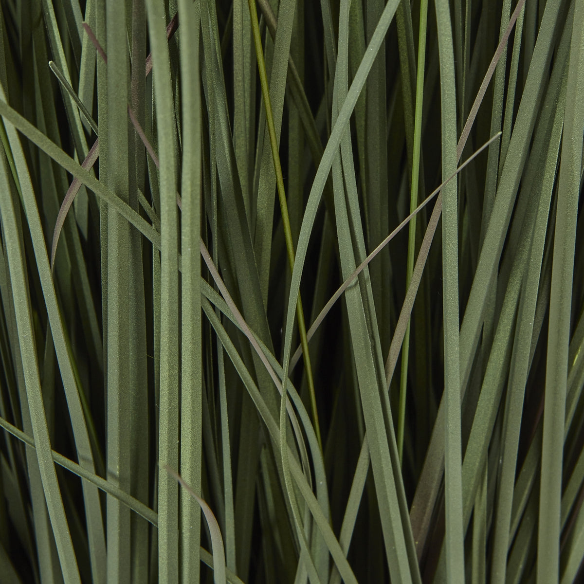 Large Fountain Grass Plant In Pot - GREEN