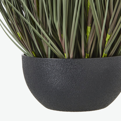 Large Fountain Grass Plant In Pot - GREEN