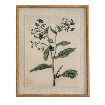 Flora & Fauna Collection Borage On Linen In Beaded Frame - BROWN