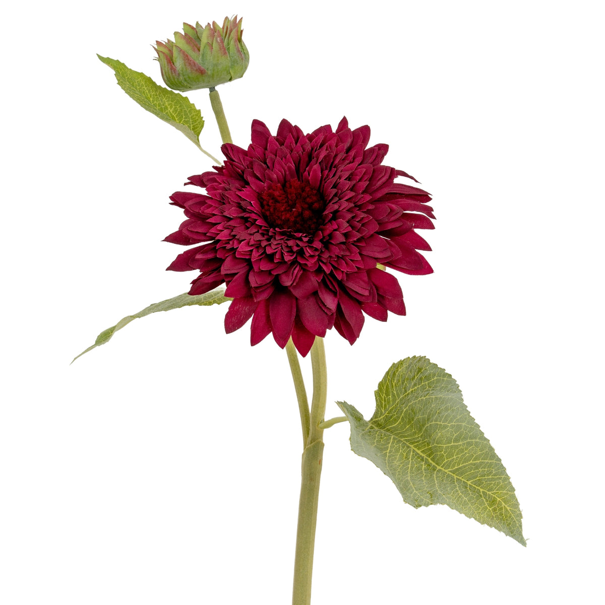 Dahlia Burgundy Raven Stem - GREEN