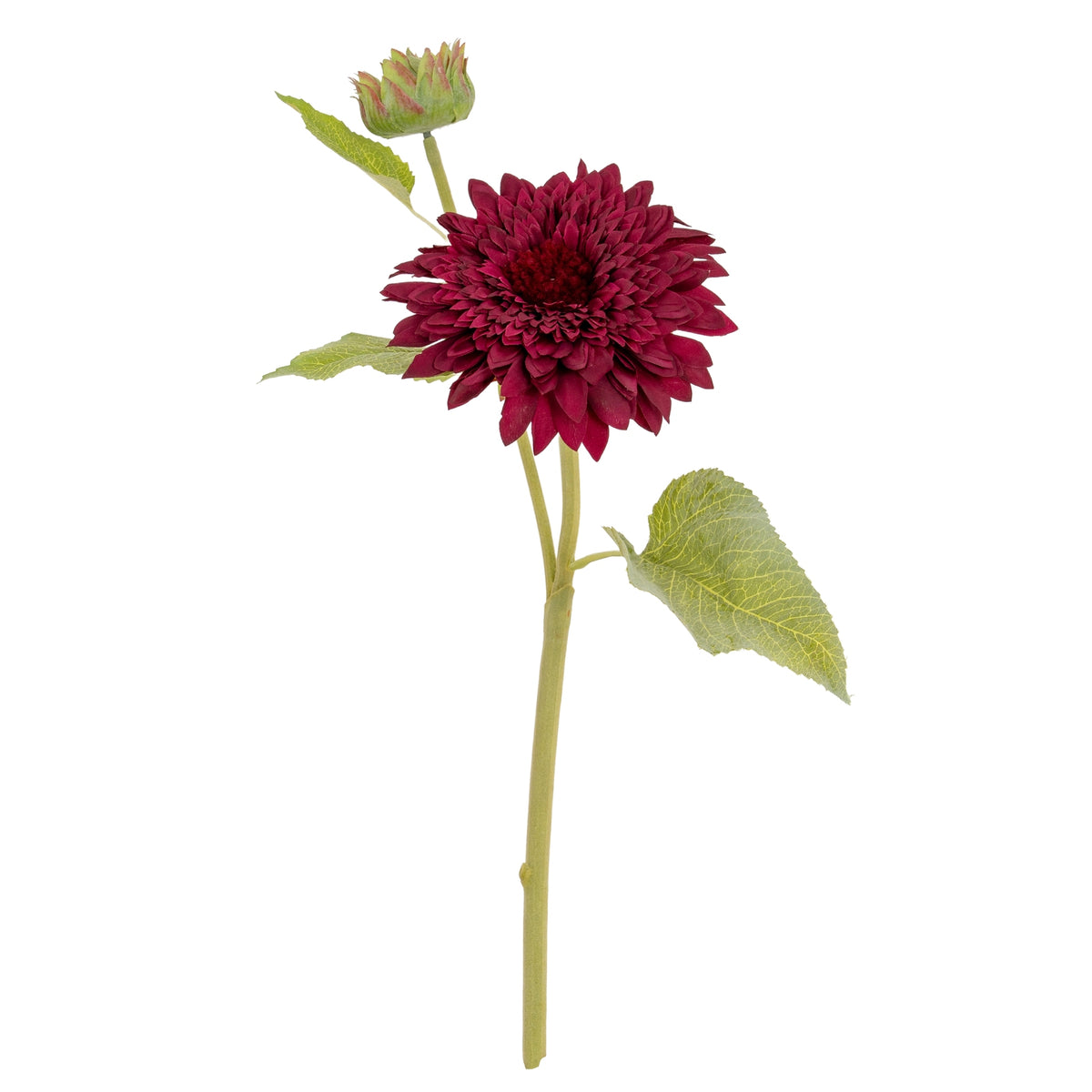 Dahlia Burgundy Raven Stem - GREEN
