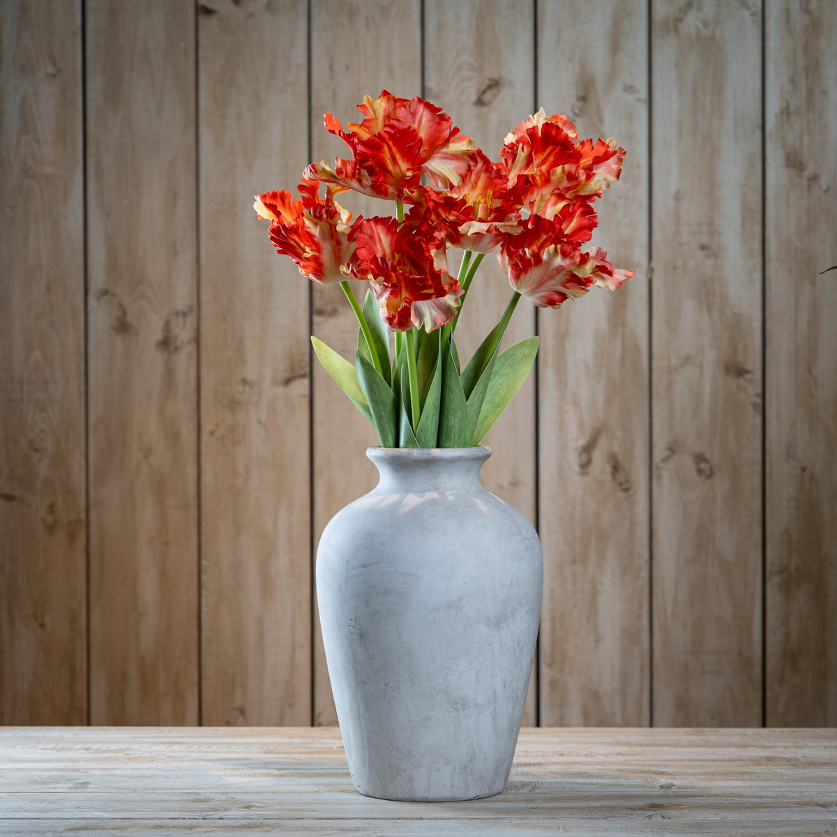 Flame Orange Parrot Tulip - GREEN